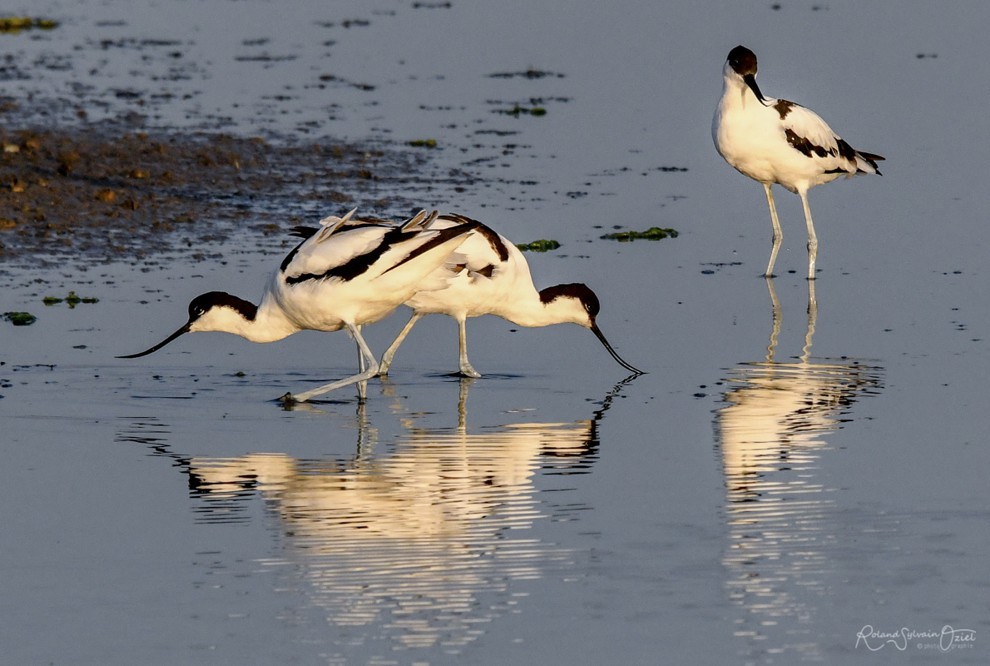 Avocette élégante dans le marais breton au Daviaud