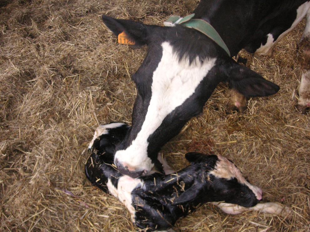 Gîte de groupe dans une ferme en activité