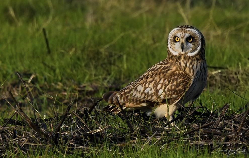 Hibou des marais dans le marais breton au Daviaud