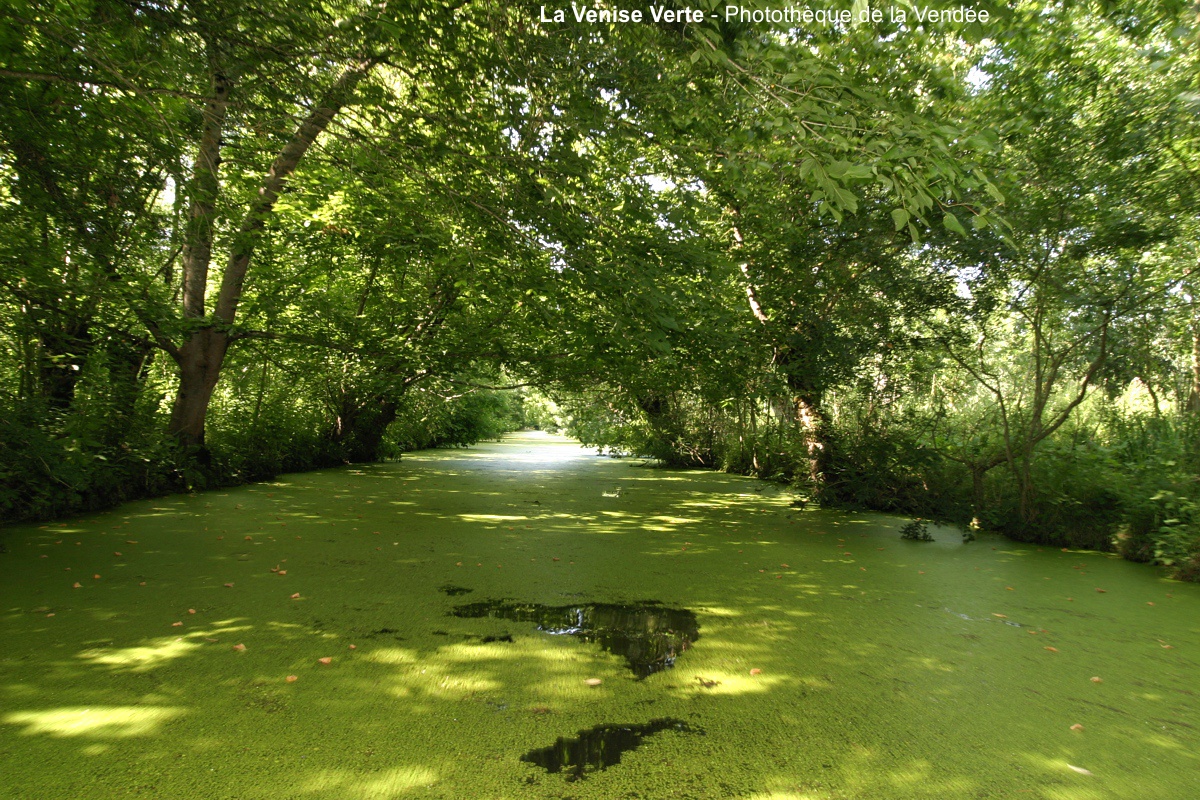 La venise verte au coeur du marais poitevin proche de nos gîtes de groupes en Vendée