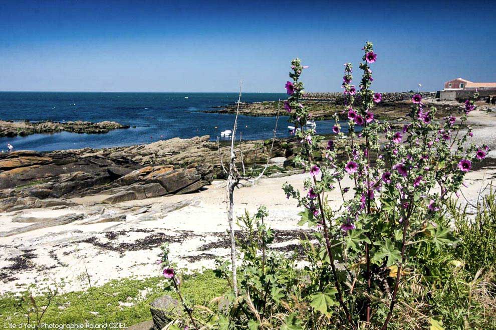 Visite de l'Ile d'Yeu son décor ses paysages faune et flore