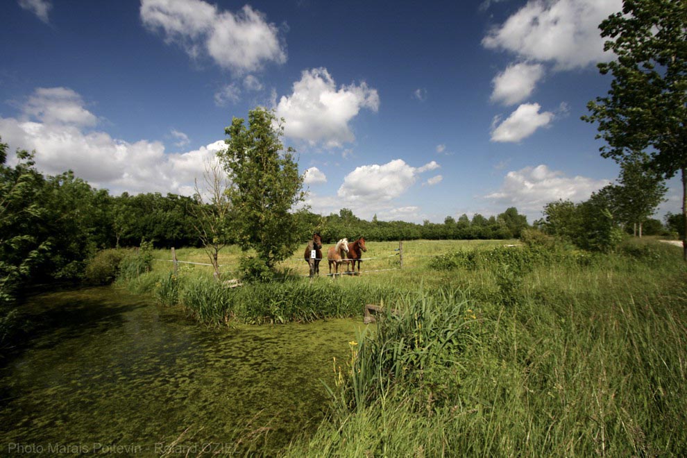 Marais desséché dans le marais poitevin à proximité de nos gîtes de groupes