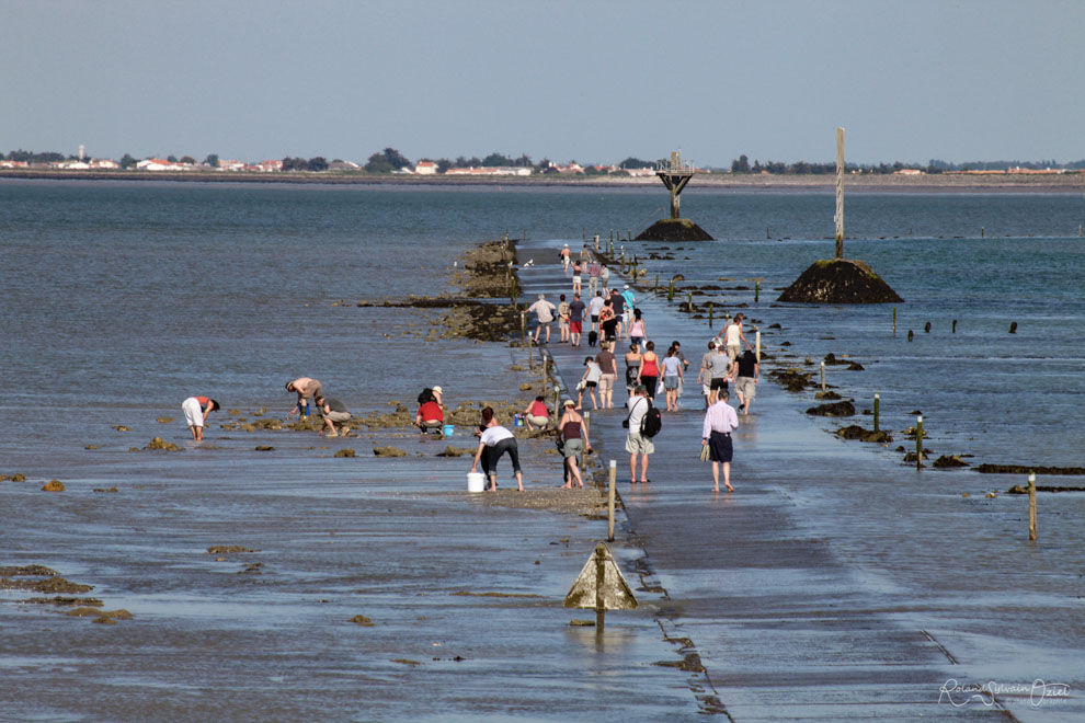 Comment ou où pratiquer la pêche à pied en Vendée