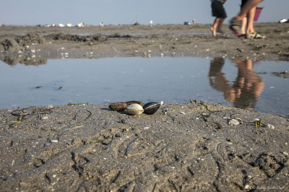 La pêche à pied en Vendée pendant votre séjour en groupe