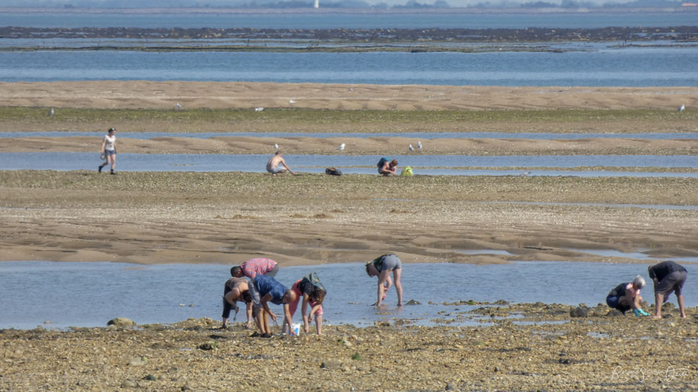 Séjour en groupe en Vendée pour pratiquer la pêche à pied