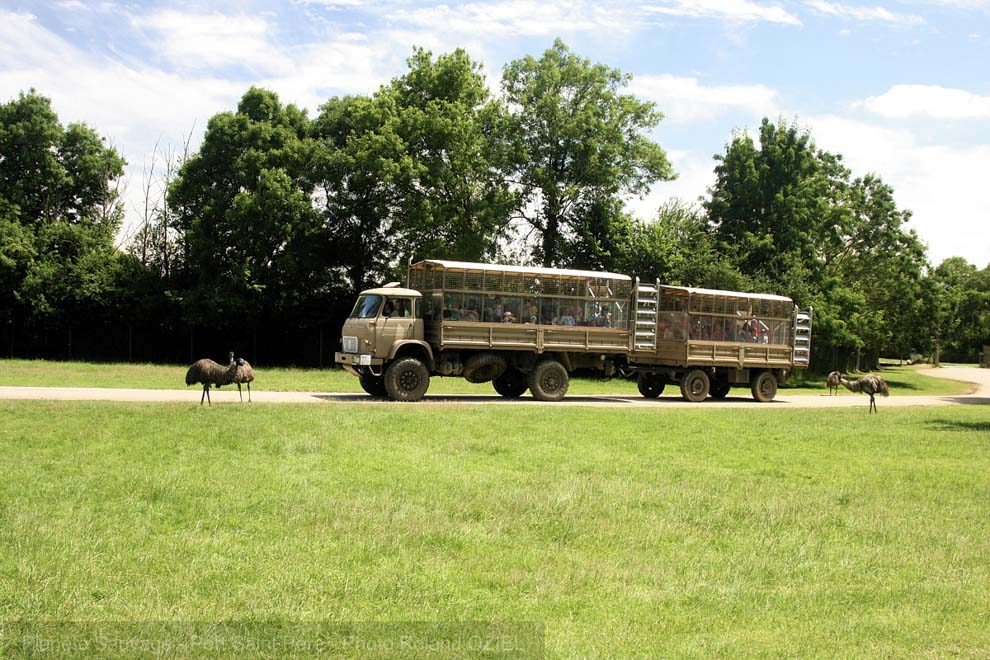 Attraction du parc le safari idéal pour les groupes