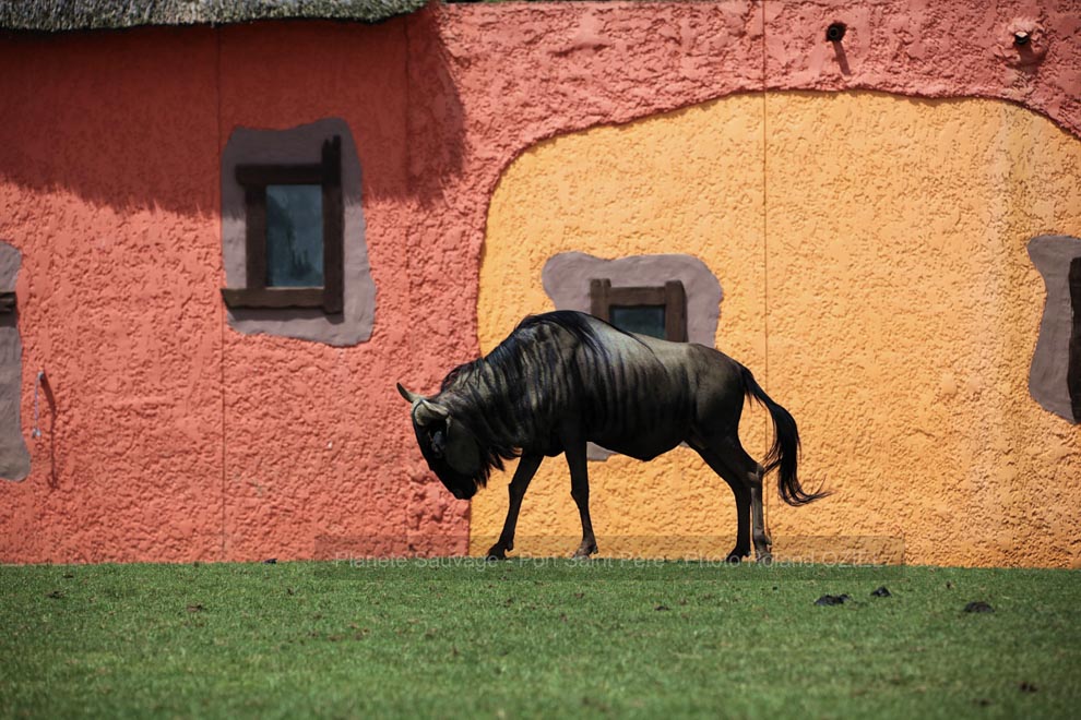 Gîte de groupe et hébergement proche de Planète Sauvage