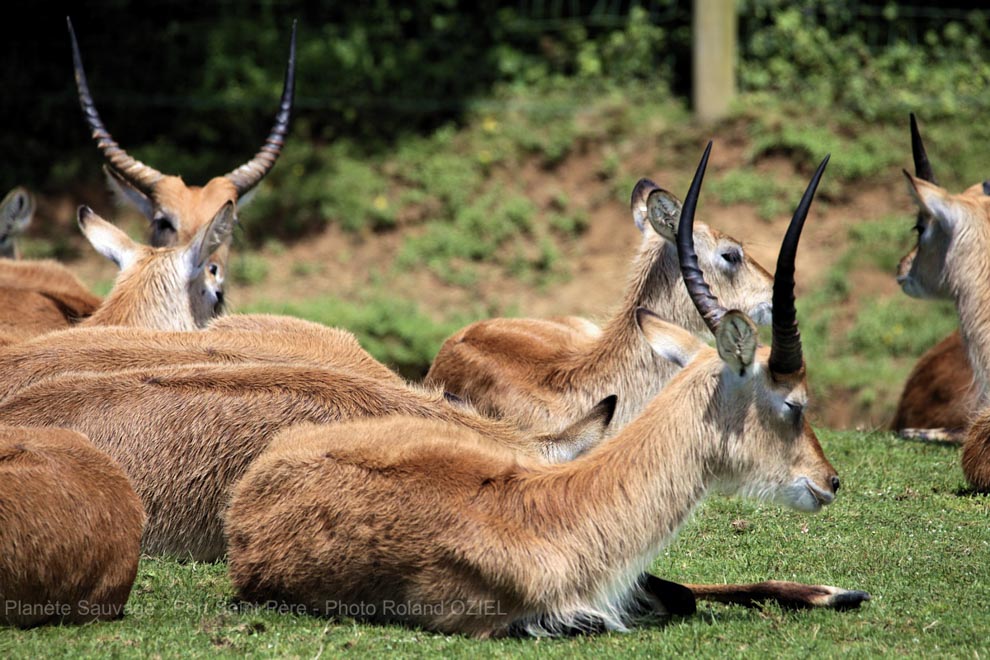 Activités pour les groupes au parc de Planète Sauvage