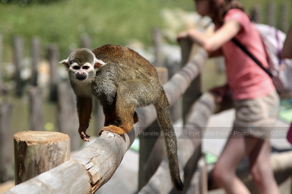 rencontre avec les animaux à Planète Sauvage